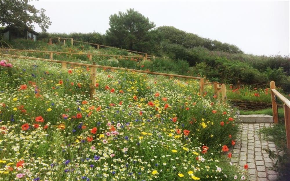 Terraced garden with wildflowers at Puckey Hill in Portloe
