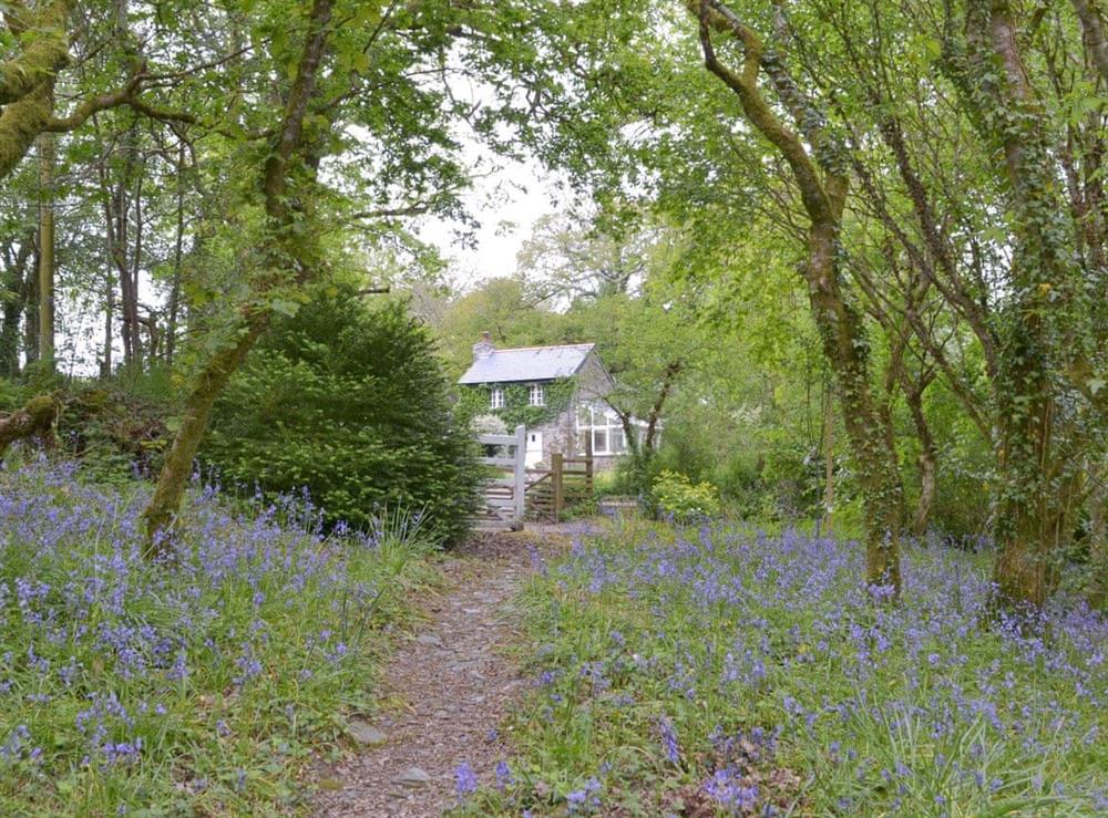Charming woodland surrounding the property at Quarrymans Cottage in Golberdon, Nr Callington, Cornwall., Great Britain