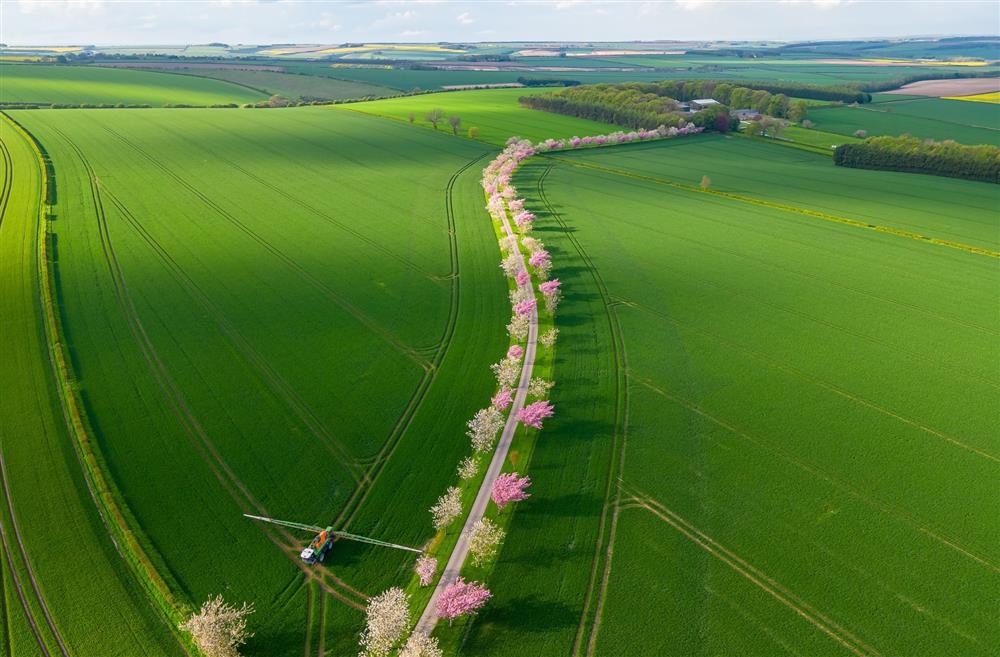 The drive lined with cherry blossoms