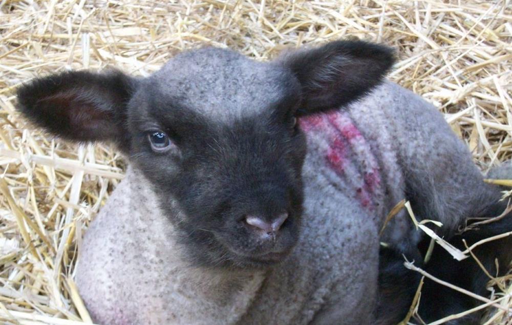 Guests are welcome to cuddle lambs and watch any being born during the lambing season in March at Rampisham Hill Farm Barn, Hooke