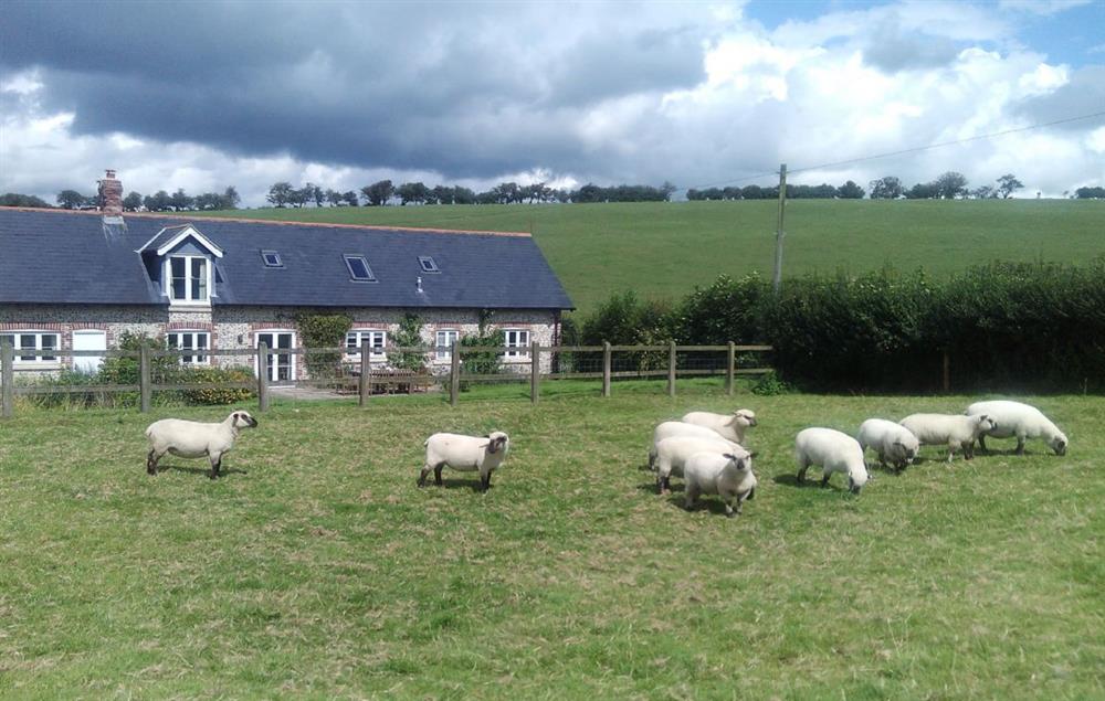 The property is situated on a working sheep farm and guests are welcome help feed the animals at Rampisham Hill Farm Barn, Hooke