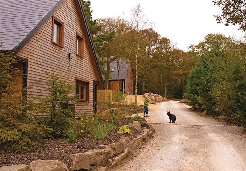 Typical Woodlands 4 (photo number 9) at Ramshorn Estate Woodland Lodges in Oakamoor, Staffordshire