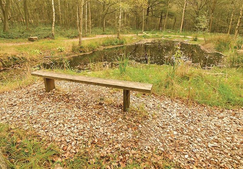 The park setting (photo number 2) at Ramshorn Woodland Lodges in Staffordshire, Heart of England