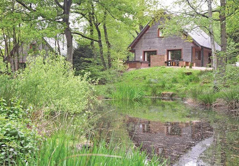 The park setting at Ramshorn Woodland Lodges in Staffordshire, Heart of England