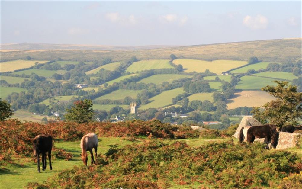Dartmoor ponies overlooking nearby Widecombe in the Moor.