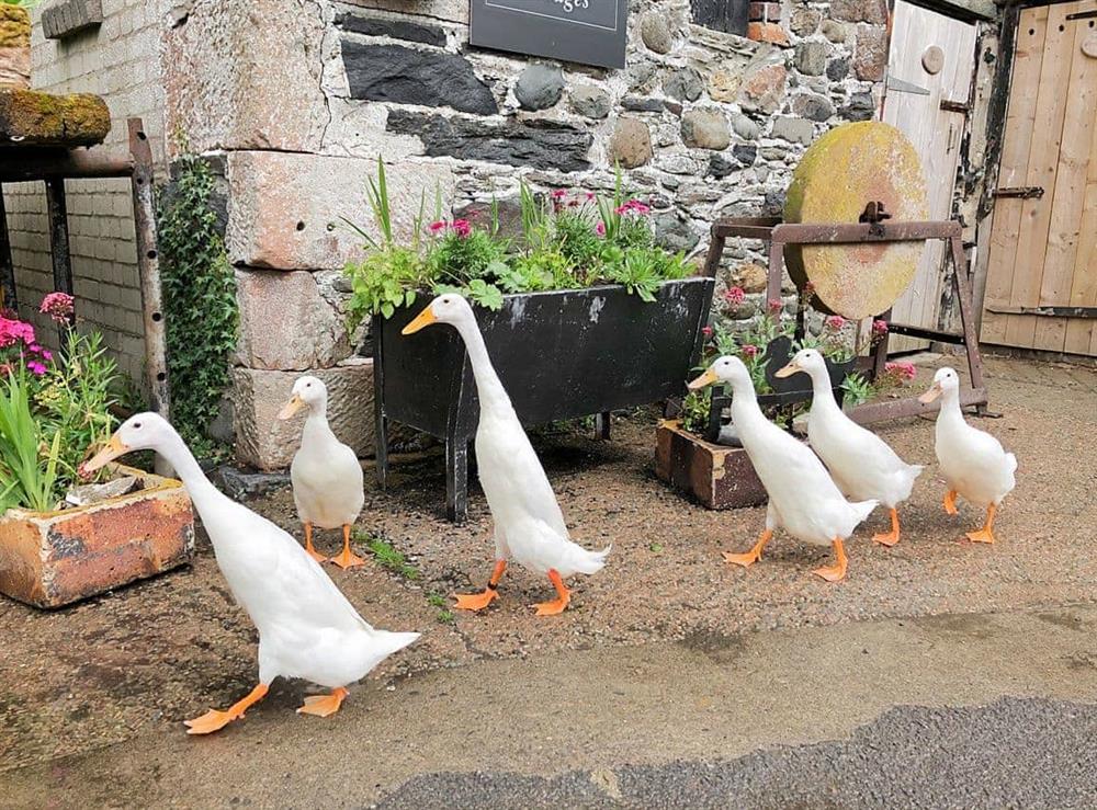 Owners Puddle Ducks which wander freely near the cottage at Rebeccas Cottage in Bassenthwaite, Cumbria