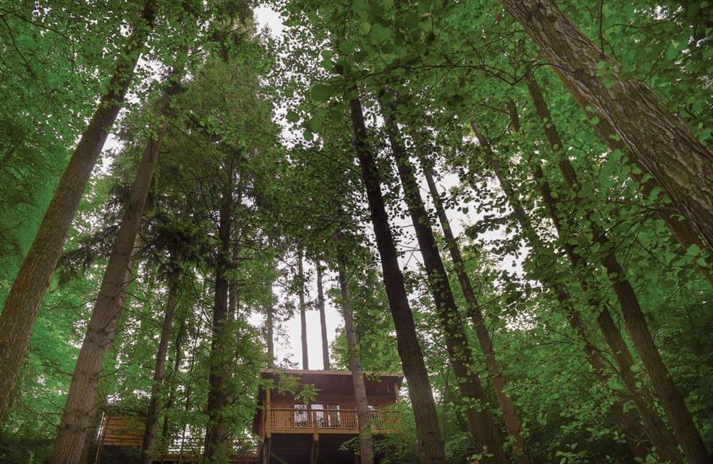 Treetop Cabin