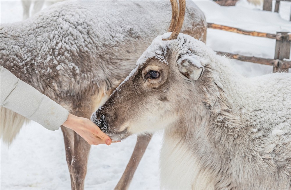 Reindeer Lodge