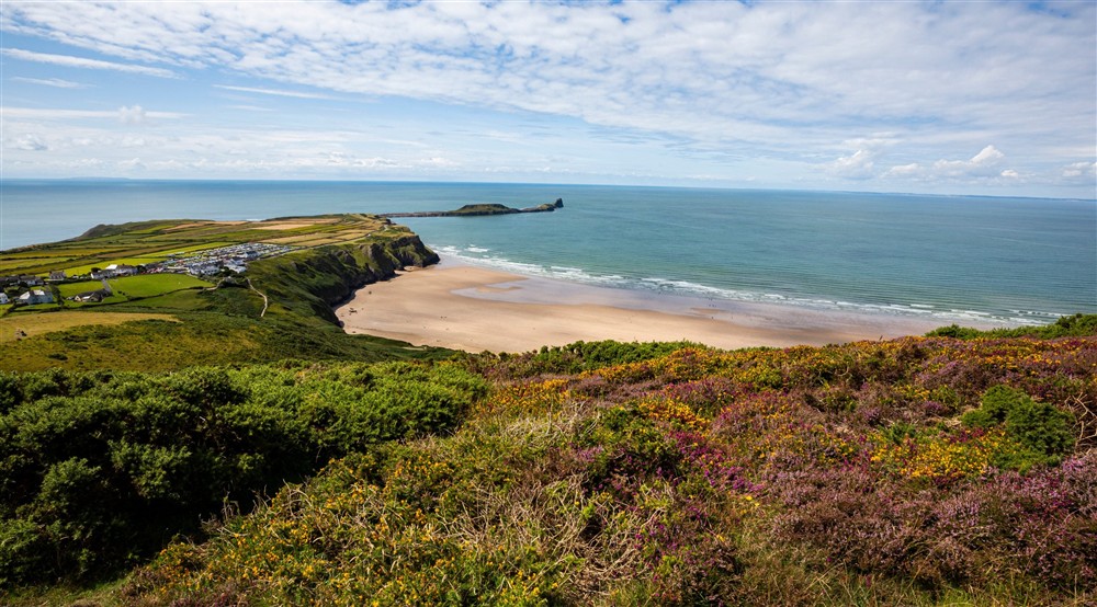 Purple haze of heathland with a coastal backdrop on the Gower Peninsula, Wales (photo 2) at Rhossili Old Rectory in Rhossili, South Wales