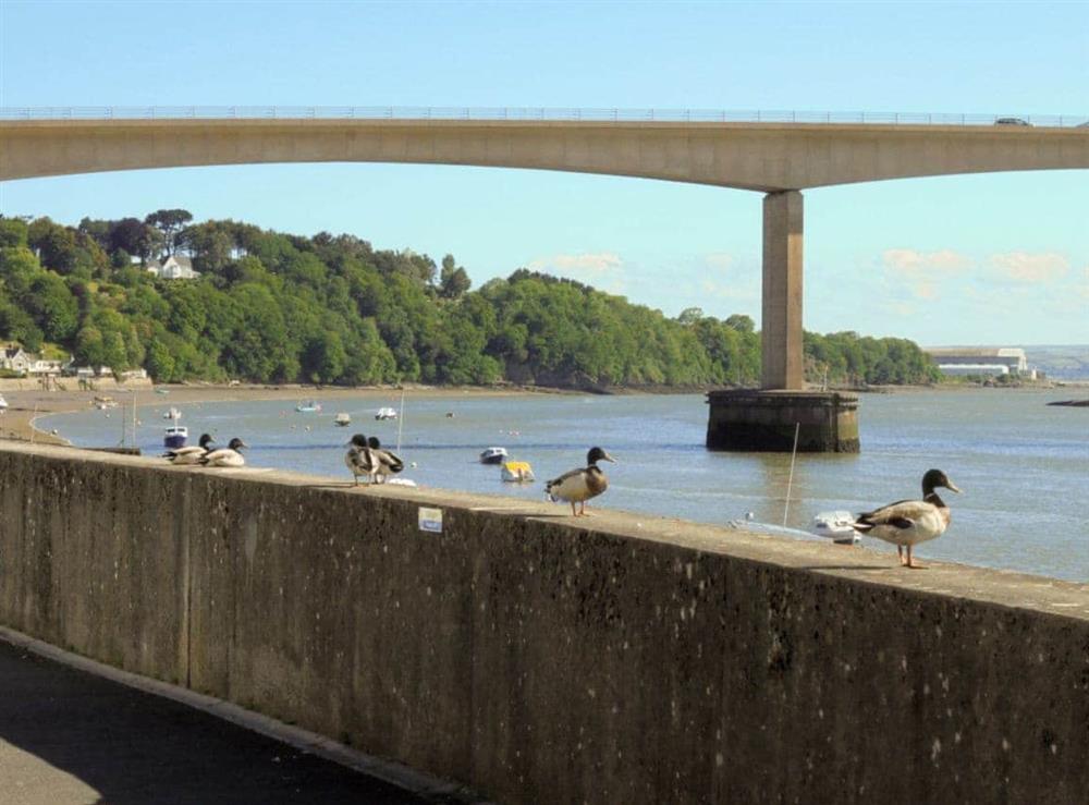 Ducks by the river at Riverside Mews in Bideford, Devon
