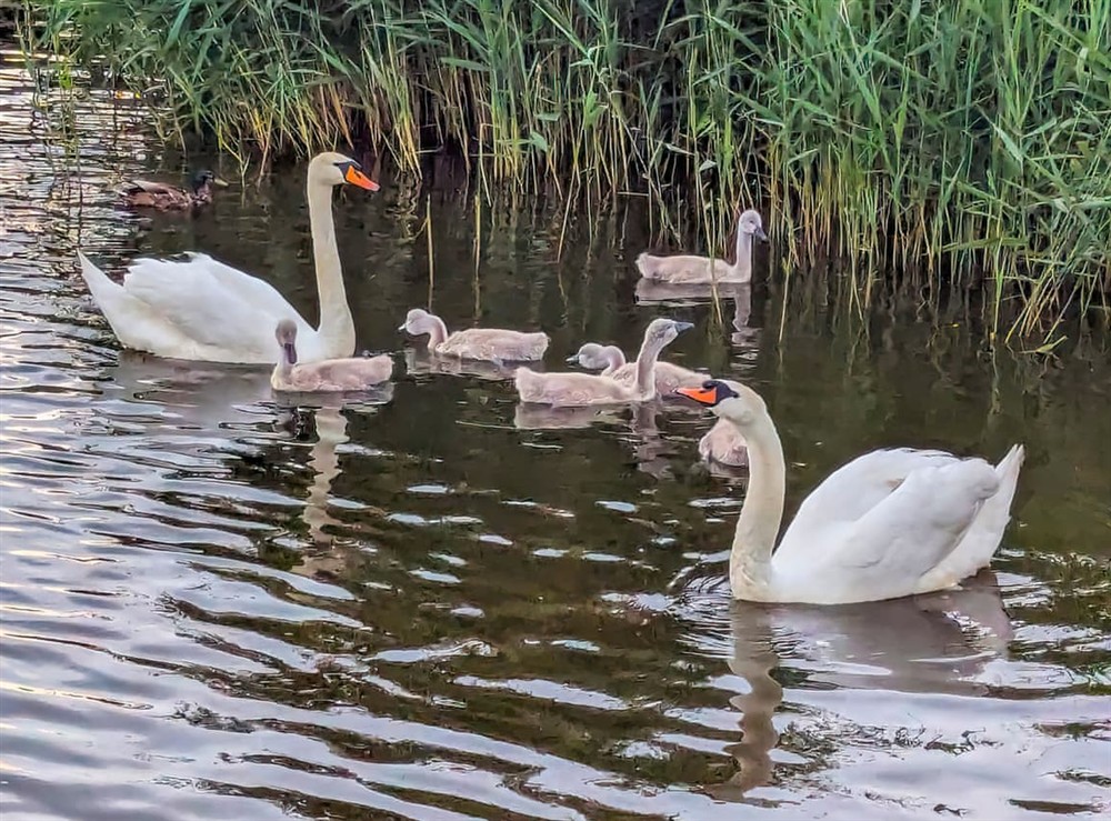 Surrounding area at Riverview Cottage in Acton Bridge, near Northwich, Cheshire