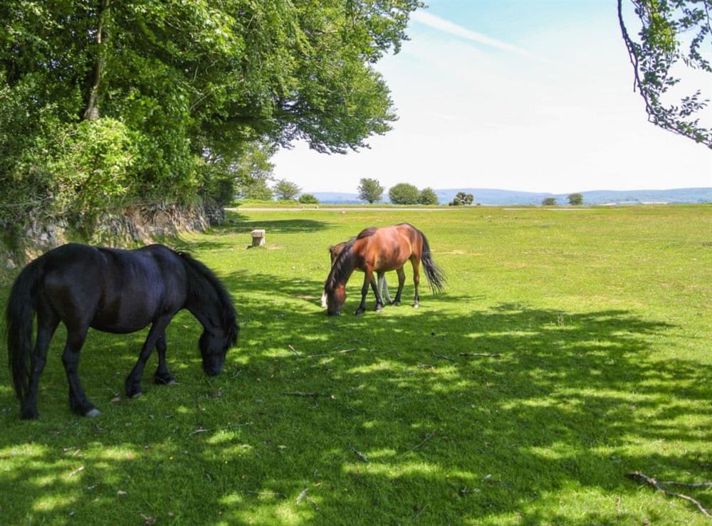 Dartmoor ponies on the nearby moorland