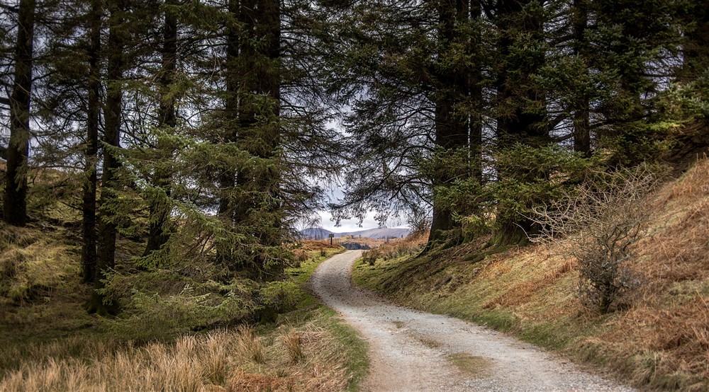 Trees in the area surrounding Rose Castle Cottage, Cumbria at Rose Castle Cottage in Nr Coniston, Cumbria
