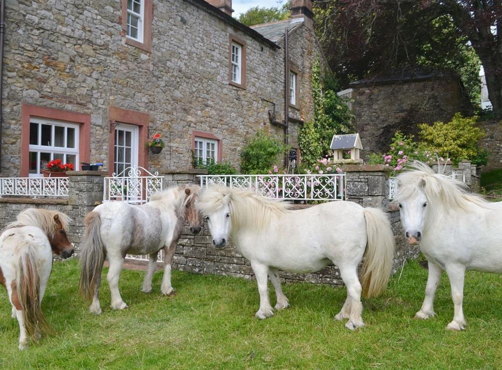 Owners ponies in adjoining fields at Rose Cottage in Nr Keswick, Cumbria., Great Britain