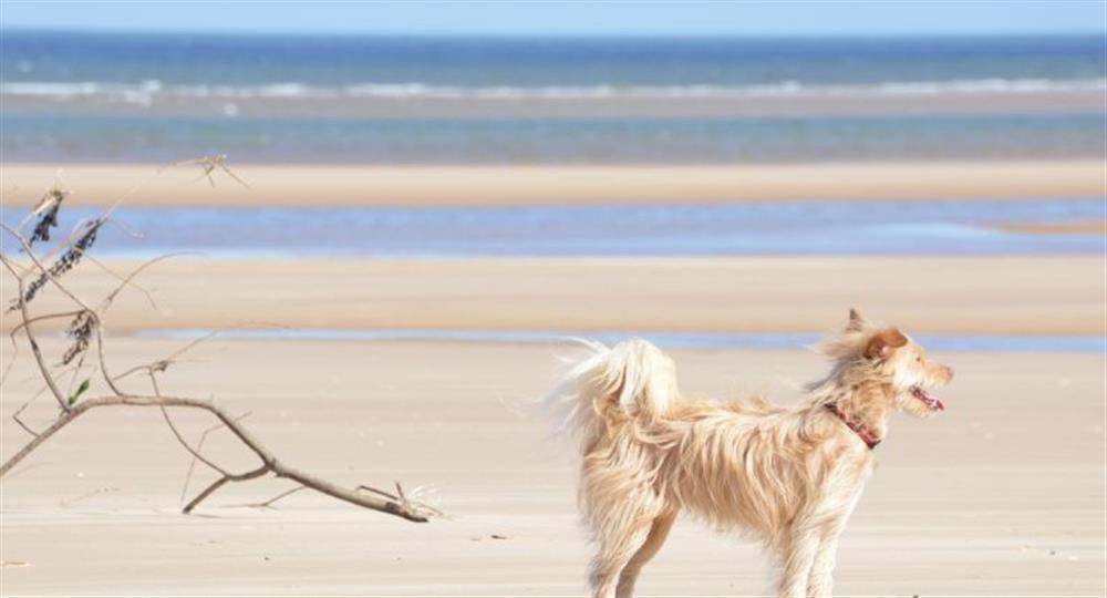Dog days at the beach at Rosehill House, Docking near Kings Lynn