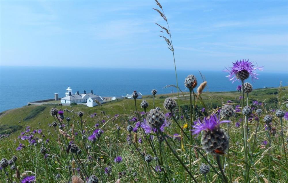 Situated within the grounds of Durleston Country Park at Rowena Cottage, Anvil Point Lighthouse
