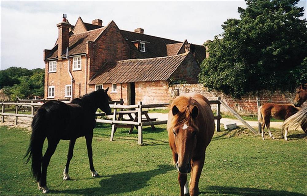 Ponies grazing infront of the cottage at Royden Manor Annexe in Brockenhurst