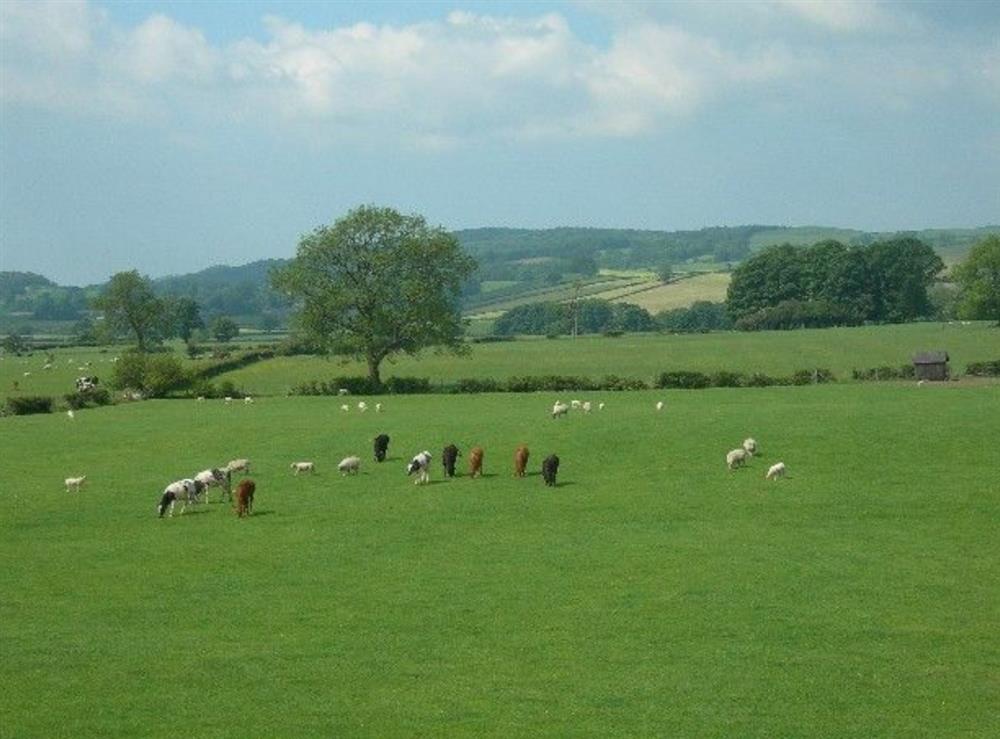 A photo of Rye Meadows