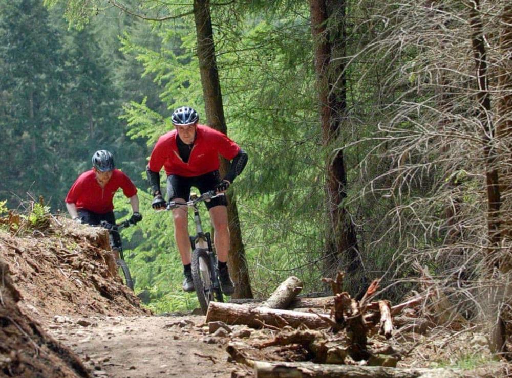 Cycling in Dalby Forest at Saltersgate in Pickering, North Yorkshire., Great Britain