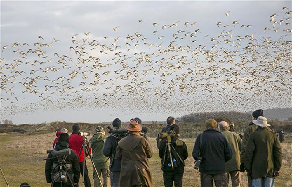 Birdwatching in the winter at Sandpiper House, Ingoldisthorpe near Kings Lynn