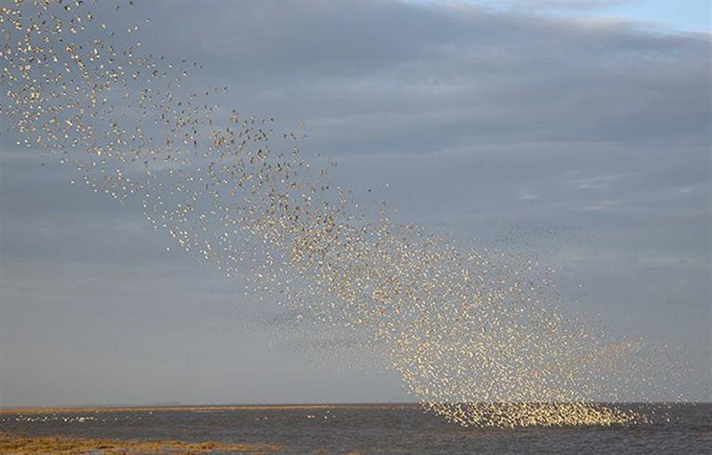 Murmuration at Snettisham beach at Sandpiper House, Ingoldisthorpe near Kings Lynn
