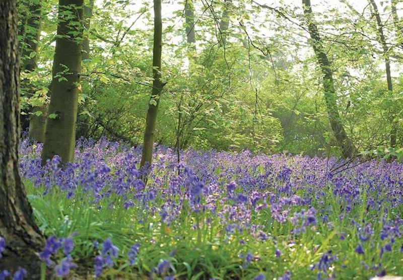 Bluebell wood at Sandybrook Country Park in Derbyshire, Heart of England