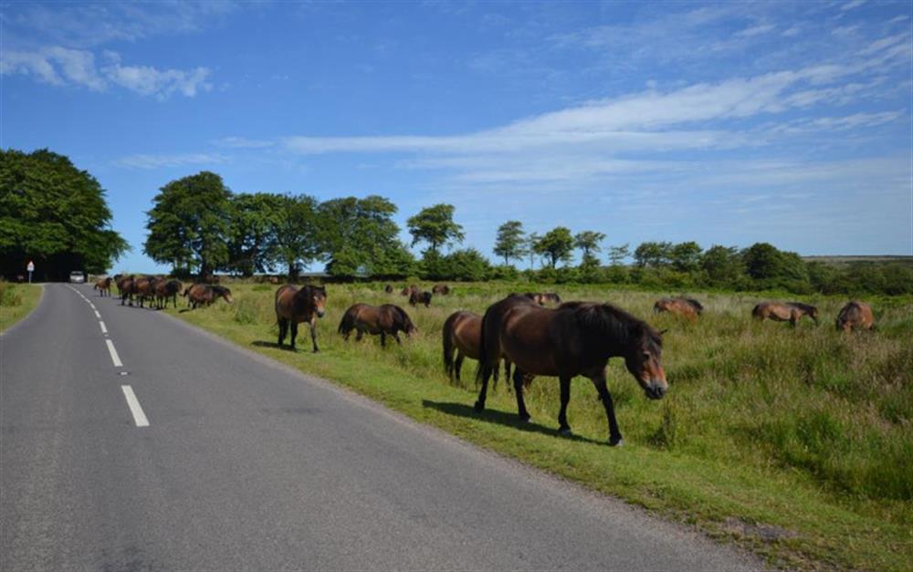 A typical Exmoor traffic jam.
