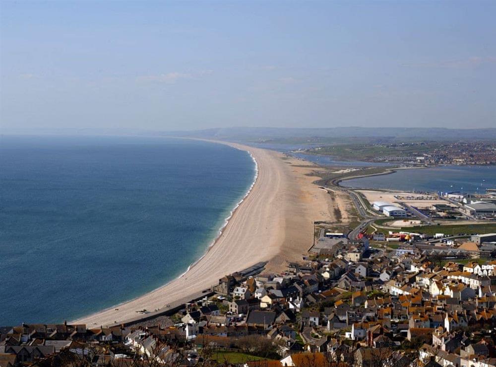 Chesil Beach at Sea Campion in West Bexington, near Weymouth, Dorset