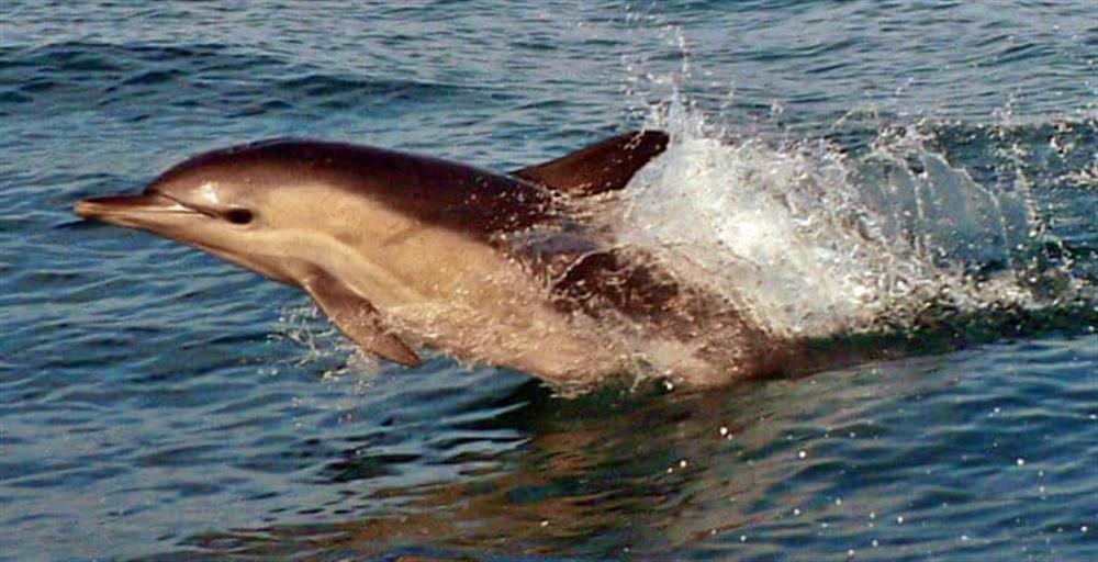 Photo of Seafields (photo 11) at Seafields in New Quay, near Cardigan, Dyfed