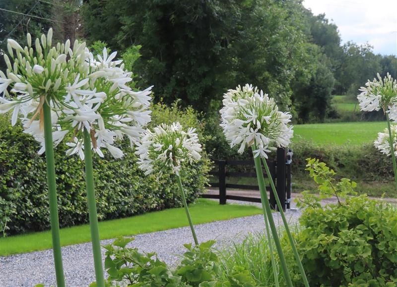 Enjoy the garden (photo 3) at Shannon Vale, Dooros near Woodford