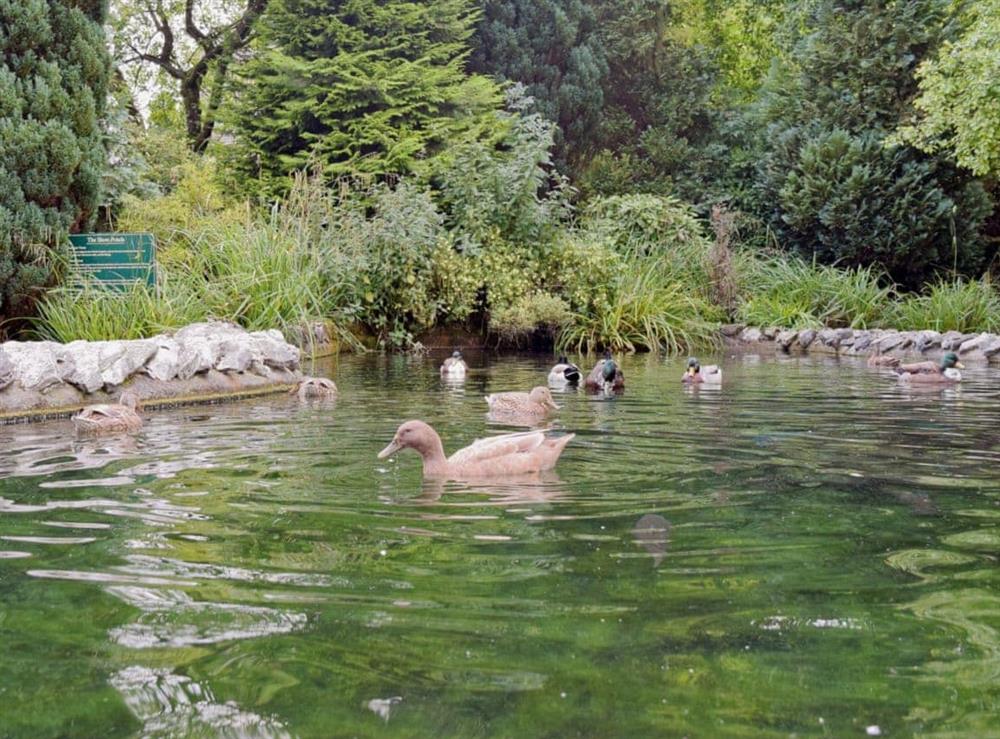 Duck/ Fish pond in grounds at Sikes Barn in Skipton, North Yorkshire