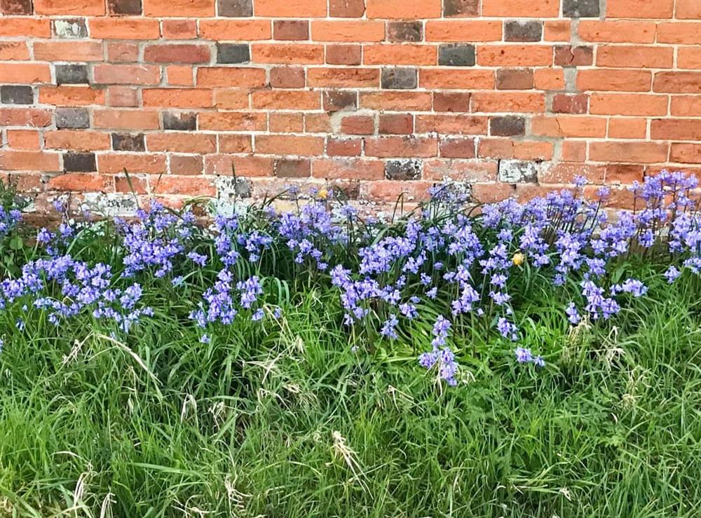 Beautiful spring flowers at Simpers Drift in Great Glenham, near Framlingham, Suffolk
