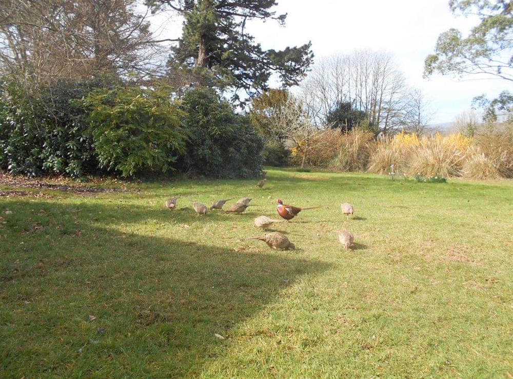 Surrounding area (photo 6) at South Wing Cottage in Rumleigh, Devon