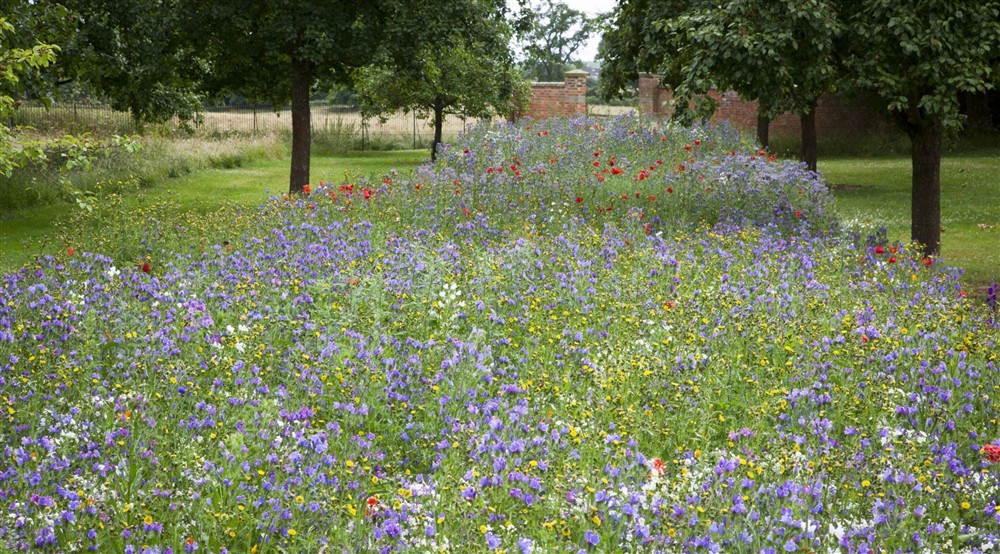 The annual wildflower meadow at South Wing in Droitwich, Worcestershire