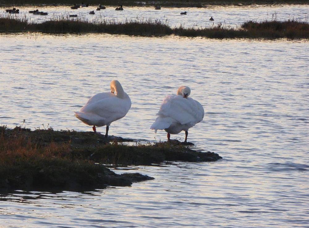 Abundant wildlife at Newtown harbour nature reserve at Southview in Porchfield, near Newport, Isle of Wight