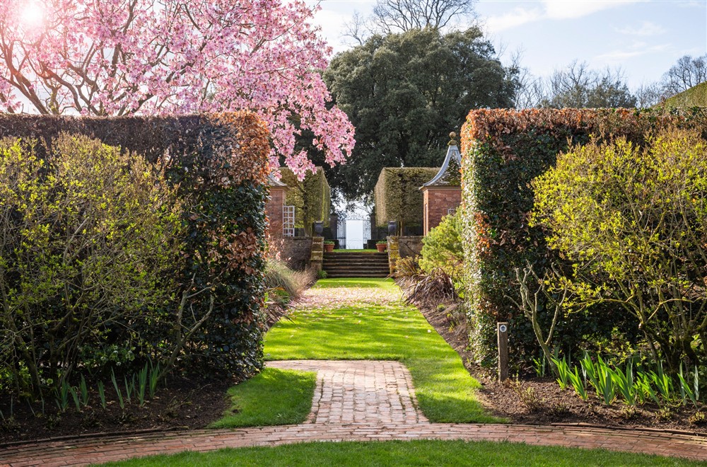 Magnolia blossom on a tree with the sun shining through behind, a path with hedges either side in the foreground. at Spring Cottage in Broadway, Gloucestershire