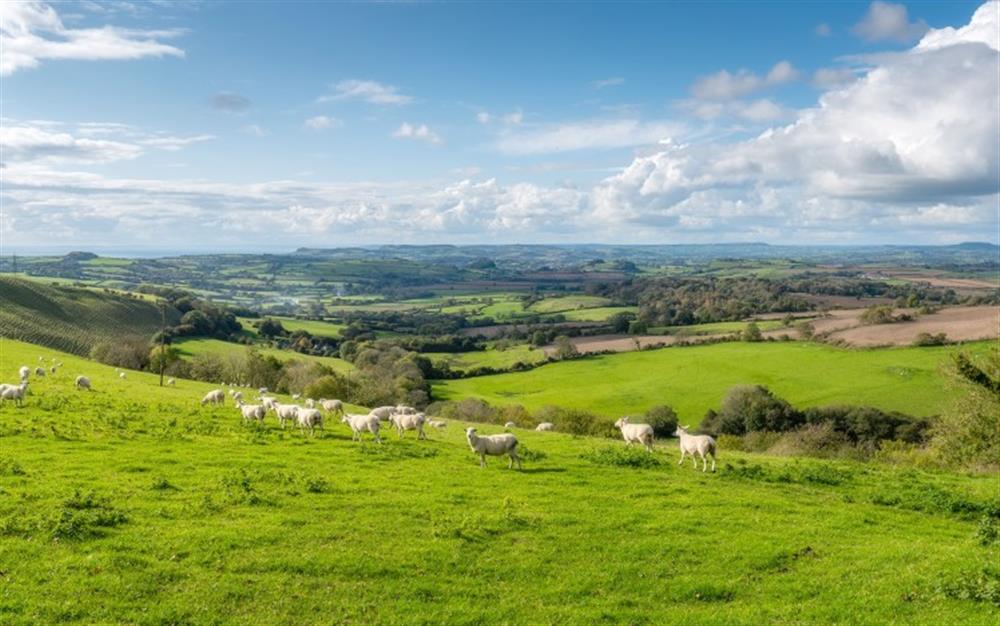 Dorset countryside