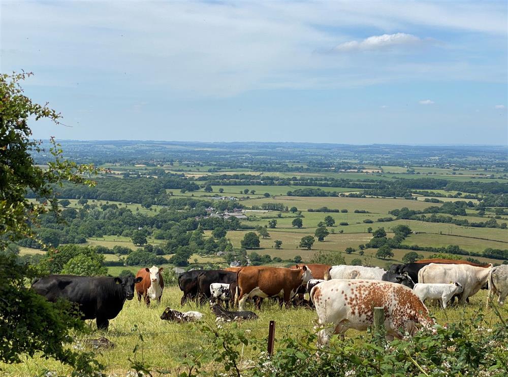 You may come across some friendly neighbours when strolling along nearby Bulbarrow