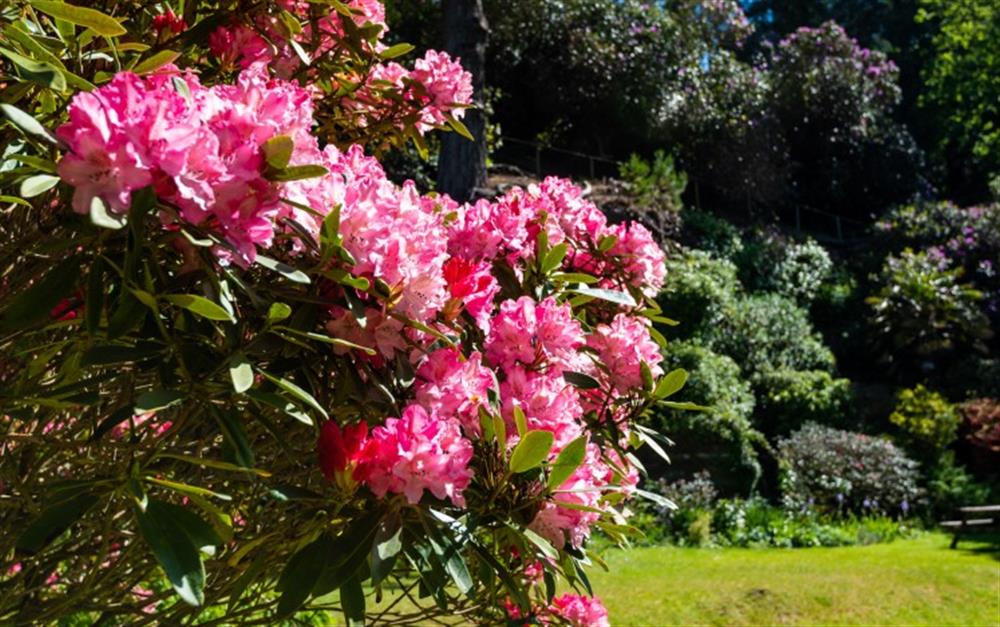 Rhododendron in bloom at St. Brychan in Tintagel