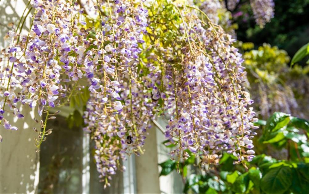 Wisteria adored by the local bee's