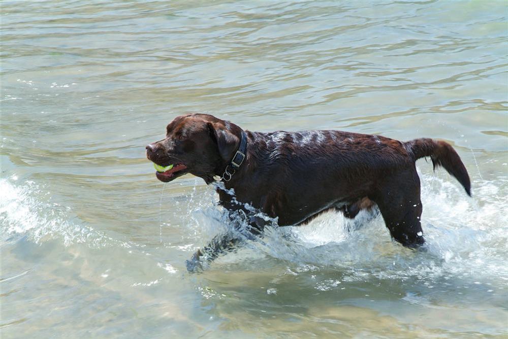 This property will accept one well behaved dog at St Elmo Lodge in Sandhills Road, Salcombe