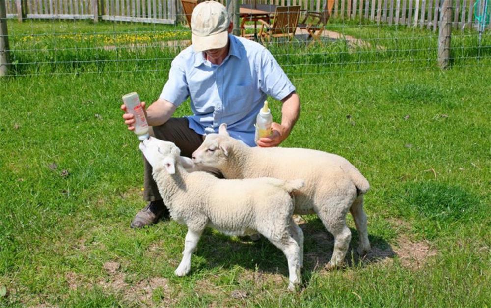 Help the farmer feed the Spring lambs at Stable Cottage in Honiton