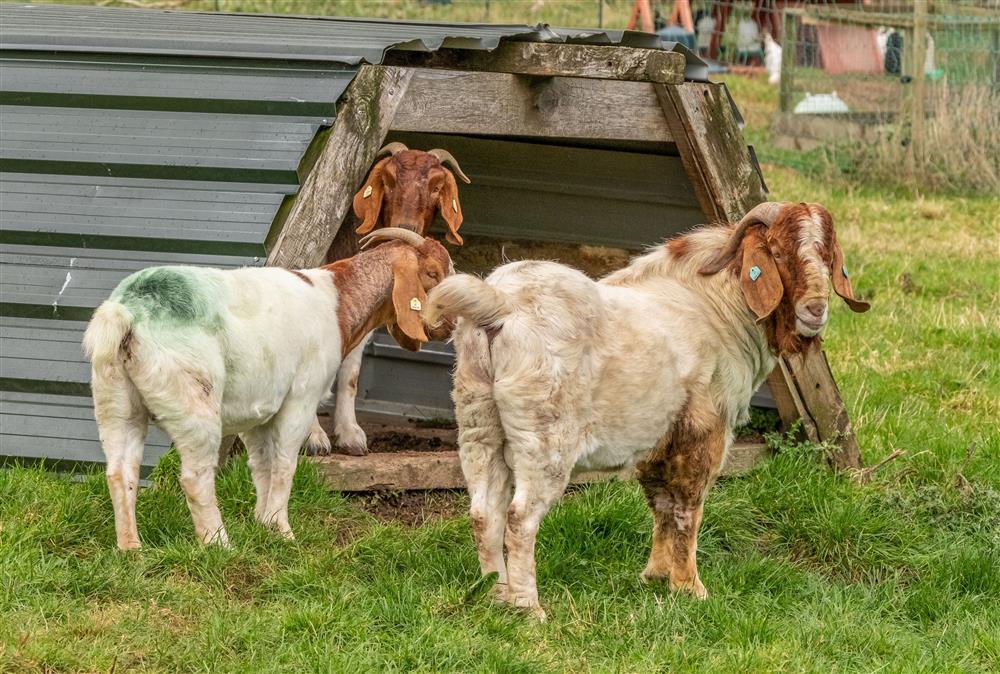 Children will enjoy seeing the goats on the farm at Stables Cottage, Tilton On The Hill
