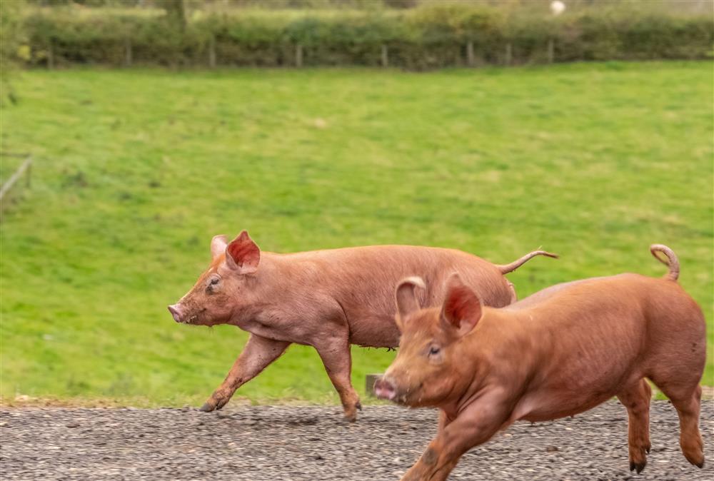 Two little pigs at Stables Cottage, Tilton On The Hill