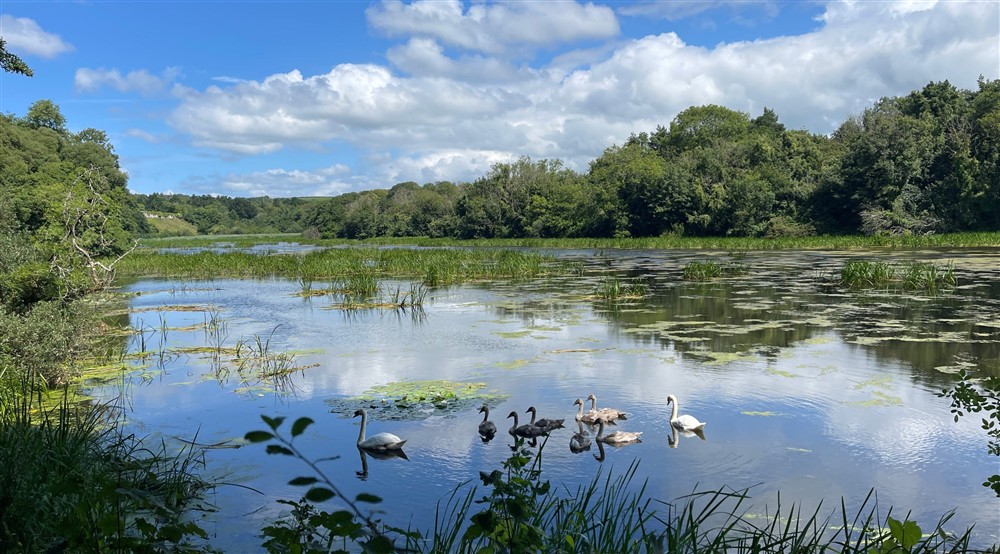 Swans on Stackpole Lakes , Pembrokeshire at Stackpole Manor House in Pembroke, Pembrokeshire