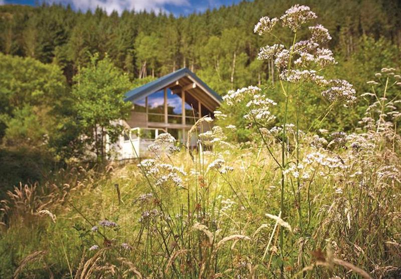 The park setting at Strathyre Forest in Perthshire, Scotland