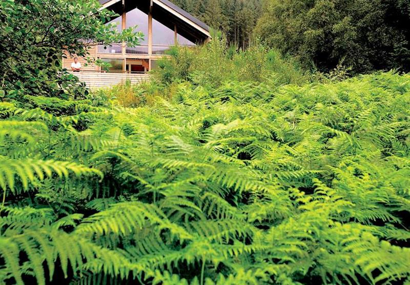 The park setting (photo number 2) at Strathyre Lodges in Callander, Perthshire & Southern Highlands