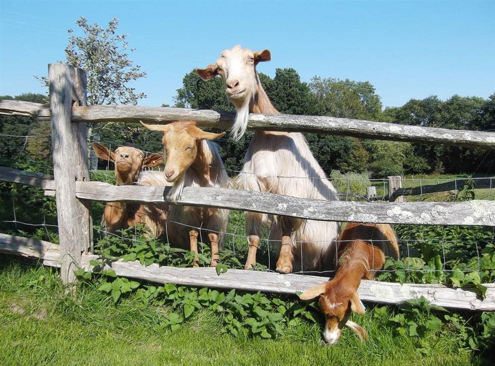 Goats make up some of the animals sharing the smallholding