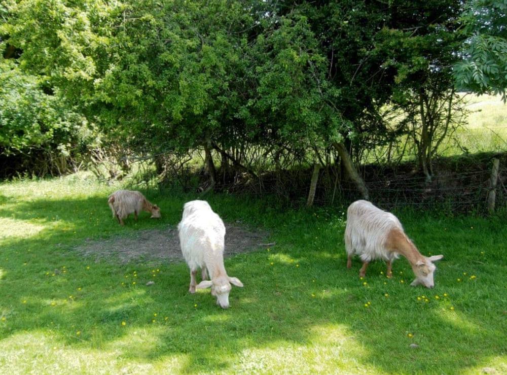 Goats at Swallow’s Barn in Ashburnham, Battle, E. Sussex., East Sussex