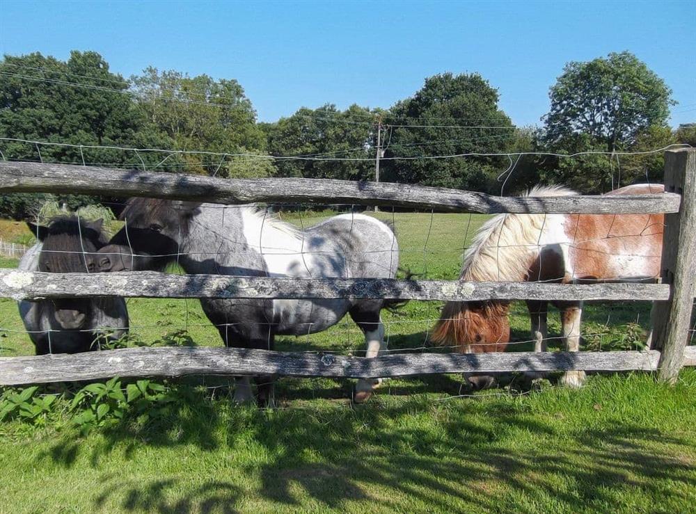 Ponies make up some of the animals sharing the smallholding at Swallow’s Barn in Ashburnham, Battle, E. Sussex., East Sussex